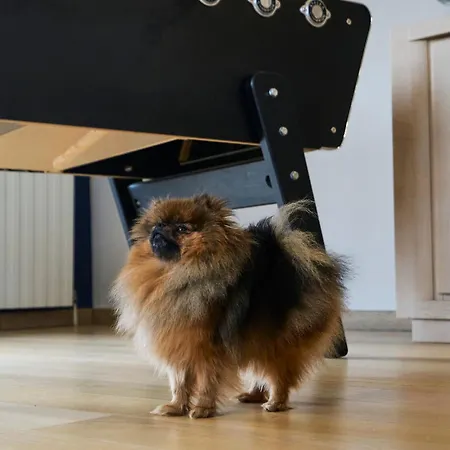 Villa Arcadia - Piscine - - Sauna - Cinema - Jeux D'arcades - Jeux Video - Bassin Naturel - Jardin *