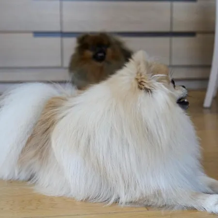 Villa Arcadia - Piscine - - Sauna - Cinema - Jeux D'arcades - Jeux Video - Bassin Naturel - Jardin